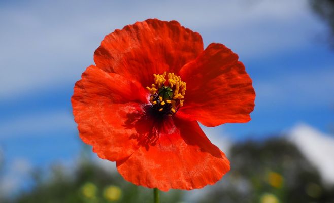 День ветеранов войны