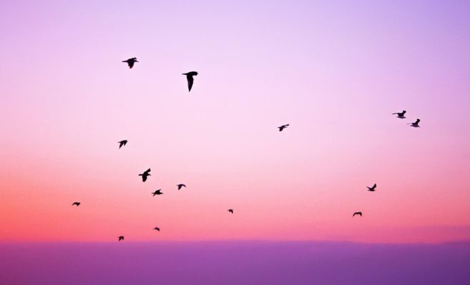 Международный фестиваль «Животные тоже люди»