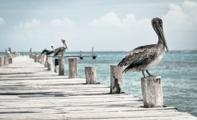 Международный фестиваль «Животные тоже люди»