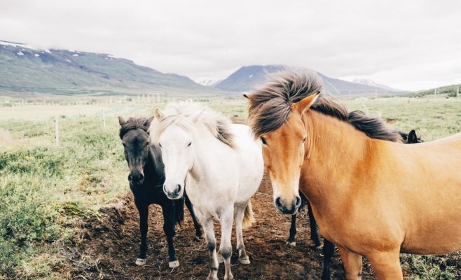 Международный фестиваль «Животные тоже люди»