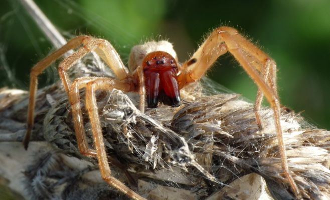 Опасный паук укусил первого человека в Чехии