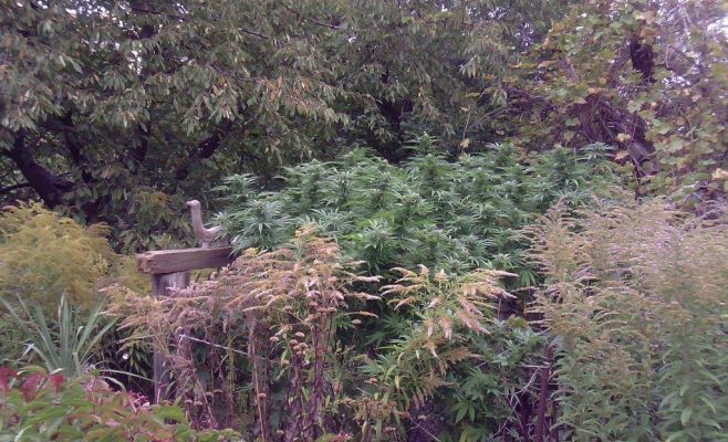 В Праге задержан пенсионер, выращивающий сад с марихуаной