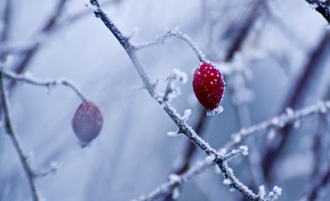 В Чехии выпал первый в этом году снег