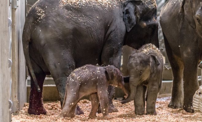 В Пражском зоопарке родился слоненок