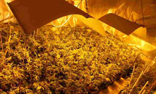 Спецоперации в Праге и Пльзене: Задержаны преступники с рекордной партией наркотиков