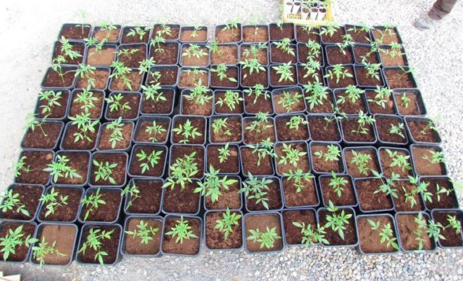 В Чехии обнаружили конопляный дом