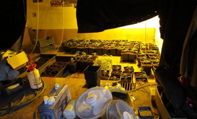 В Чехии обнаружили конопляный дом