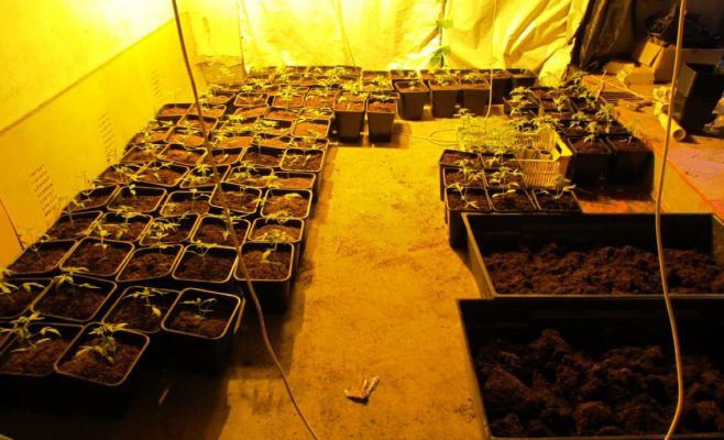 В Чехии обнаружили конопляный дом