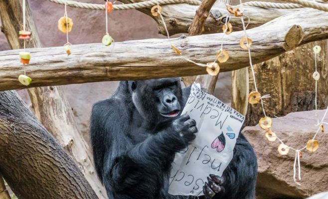 День рождения гориллы Ричарда