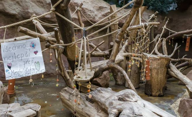 День рождения гориллы Ричарда