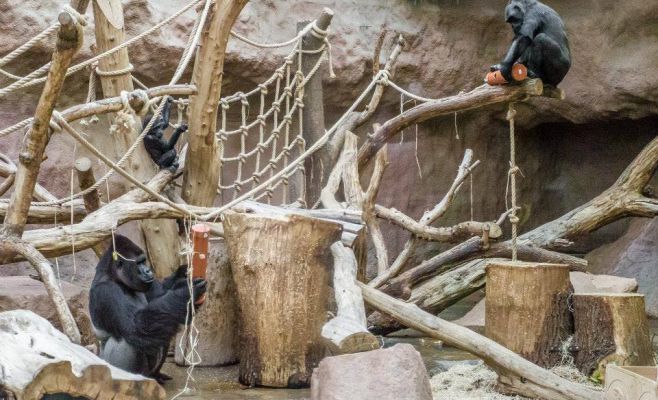 День рождения гориллы Ричарда