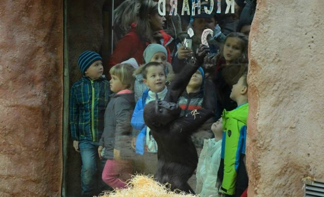 День рождения гориллы Ричарда