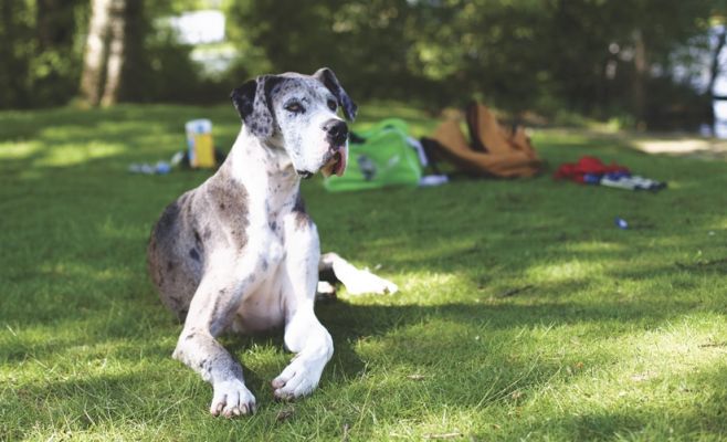 В Праге установили писсуар для собак