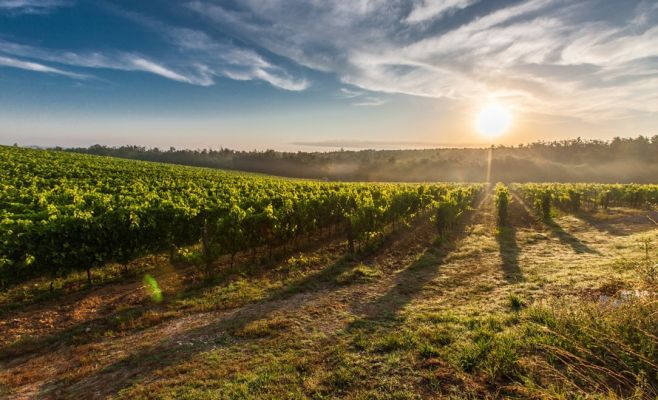 Фестиваль молодого вина