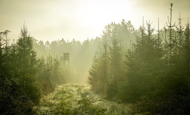В Чехии из-за охоты запрещено ходить в лес, штраф до 10 тыс. крон