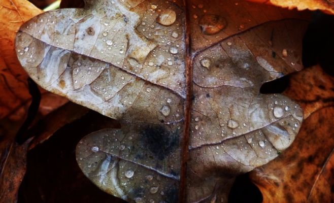 Первая половина ноября будет дождливой и холодной, потом осадки постепенно ослабнут