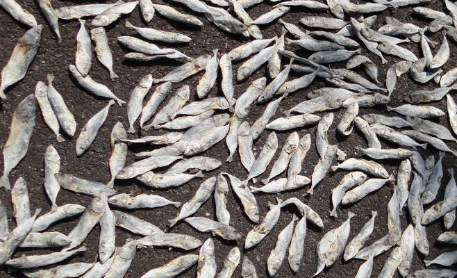 В немецкой плотве найден опасный токсин