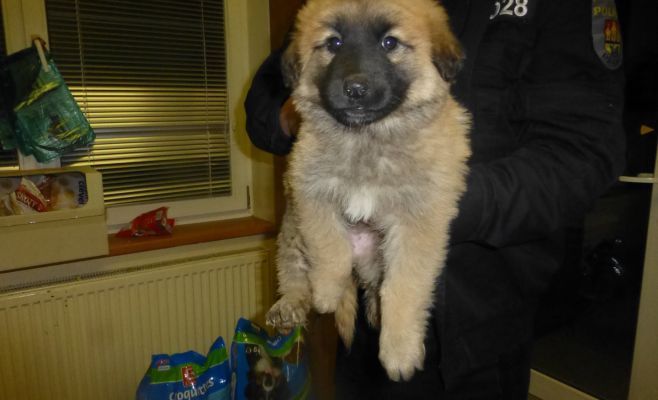 Брошенные на улице щенки ищут новый дом