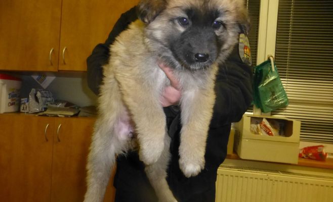 Брошенные на улице щенки ищут новый дом