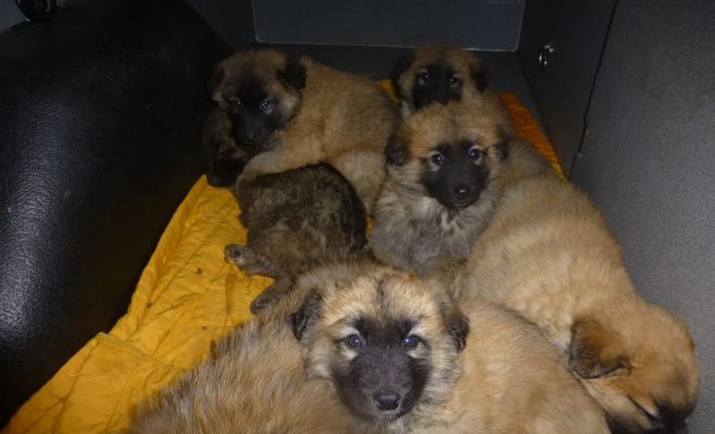 Брошенные на улице щенки ищут новый дом