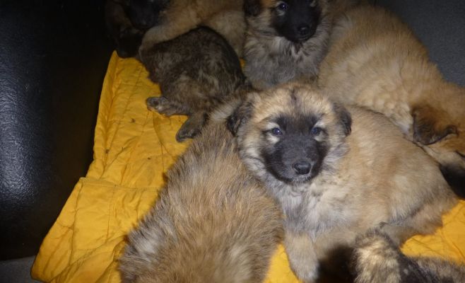 Брошенные на улице щенки ищут новый дом