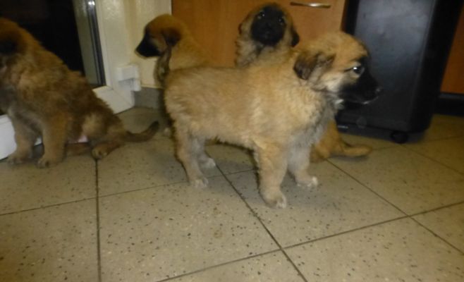 Брошенные на улице щенки ищут новый дом