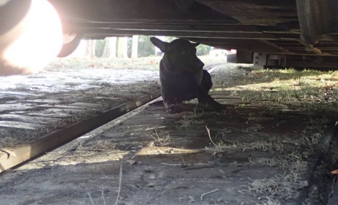 В Праге ради спасения щенка подняли трамвай