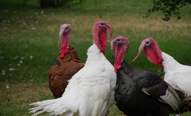 В Чехии зафиксированы случаи заражения птичьим гриппом
