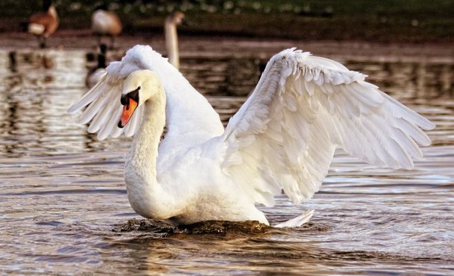 В Чехии зафиксирована очередная вспышка птичьего гриппа