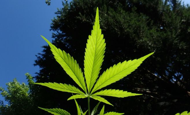 В Чехии минкульт не зарегистрировал Церковь конопли