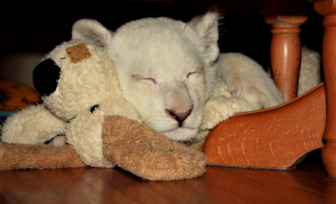 Пражский зоопарк приглашает всех желающих поиграть с маленьким львёнком-альбиносом