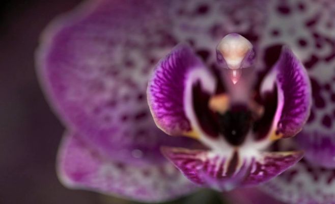 Ночные джунгли в оранжерее Fata Morgana