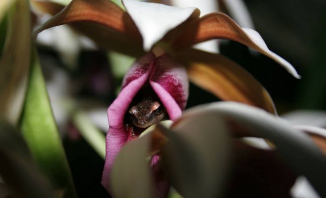 Ночные джунгли в оранжерее Fata Morgana