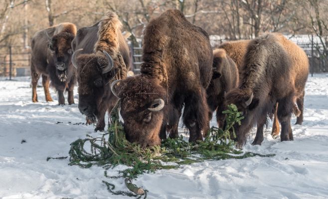 Фото: Главную ёлку страны скормили животными из зоопарка