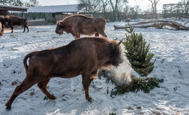 Фото: Главную ёлку страны скормили животными из зоопарка