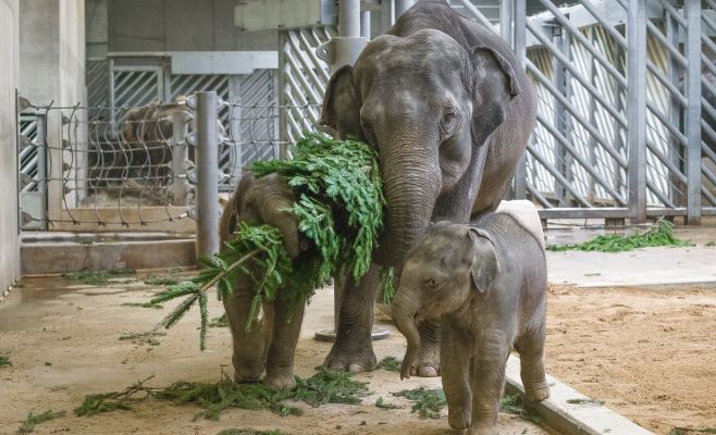 Фото: Главную ёлку страны скормили животными из зоопарка