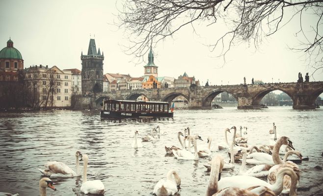 Птичий грипп добрался до пражских лебедей