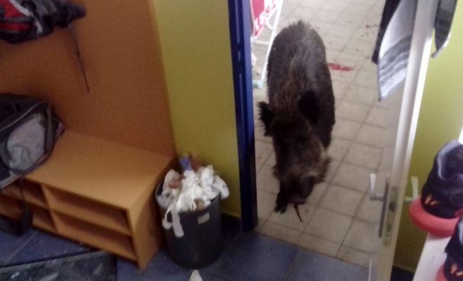 В Чехии дикий кабан забежал в начальную школу