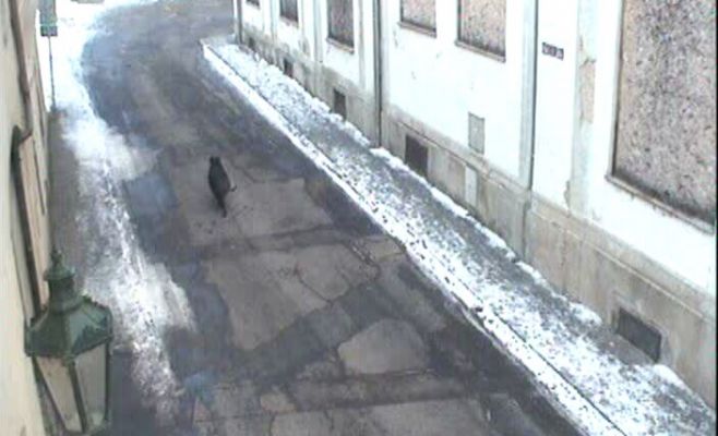 В Чехии дикий кабан забежал в начальную школу