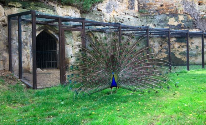 Выставка замка Стенице