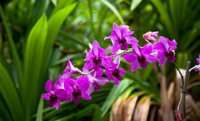 Выставка орхидей