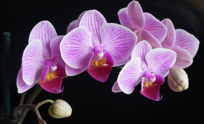 Выставка орхидей