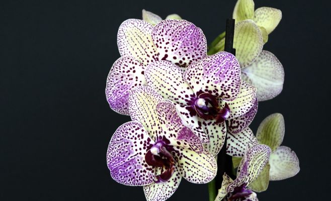 Выставка орхидей