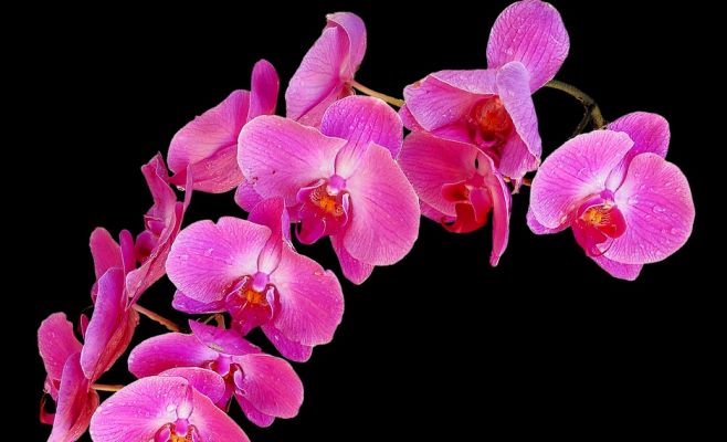 Выставка орхидей