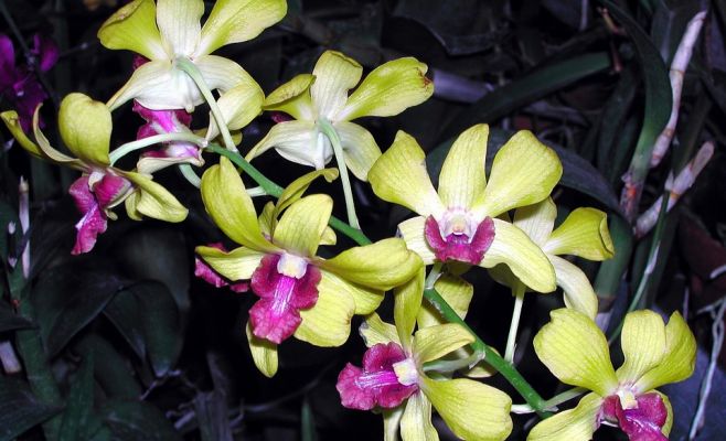 Выставка орхидей