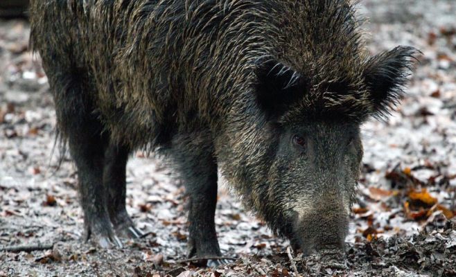 Дикие кабаны нападают на жителей Праги и их домашних животных