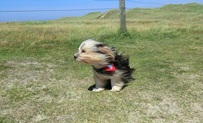 На Чехию надвигается сильный порывистый ветер. Объявлено штормовое предупреждение