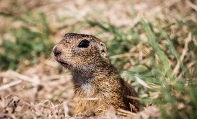 Проснувшиеся животные ознаменовали скорый приход весны