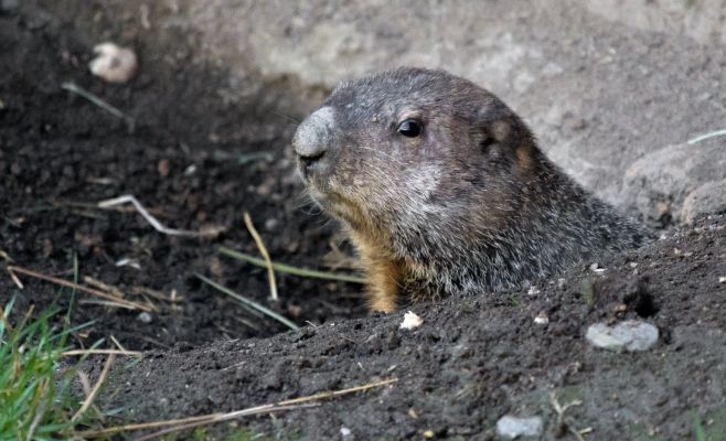 Проснувшиеся животные ознаменовали скорый приход весны