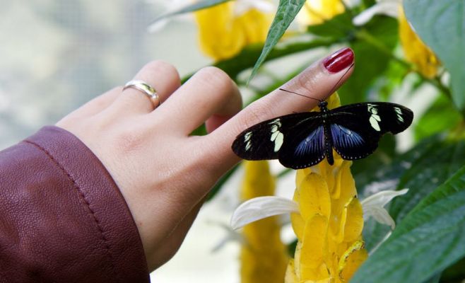 Тактильная выставка бабочек